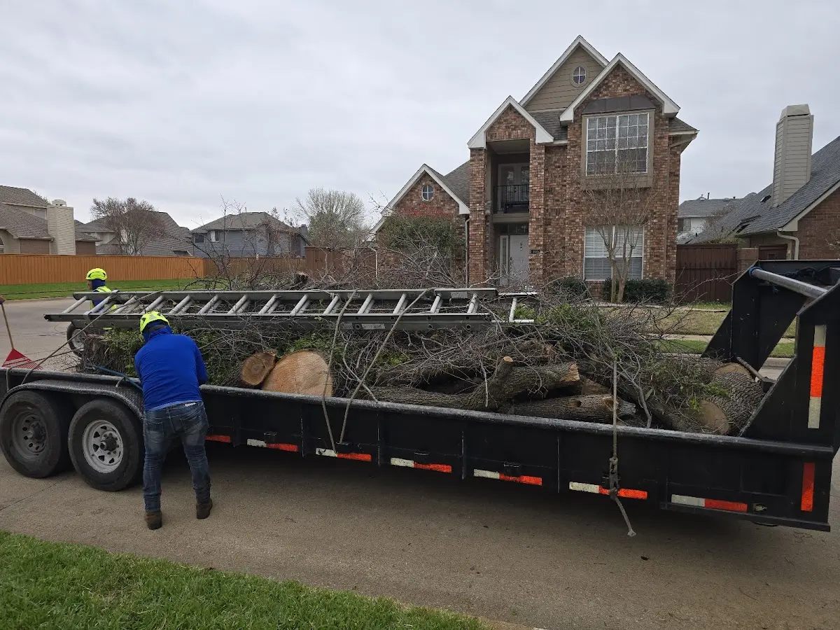 Expert Tree Removal with proper safety equipment in Bellwood